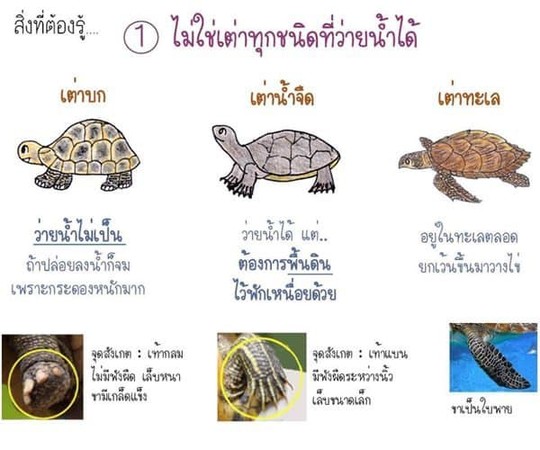 ▲▼網友Nattawut Phothong透過圖文介紹烏龜種類。（圖／翻攝自FB／Nattawut Phothong）