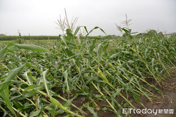 ▲連日豪雨加上強風，造成玉米倒伏會影響玉米行光合作用，後續生長與收成產量會較不理想。（圖／記者蔡佩旻翻攝）