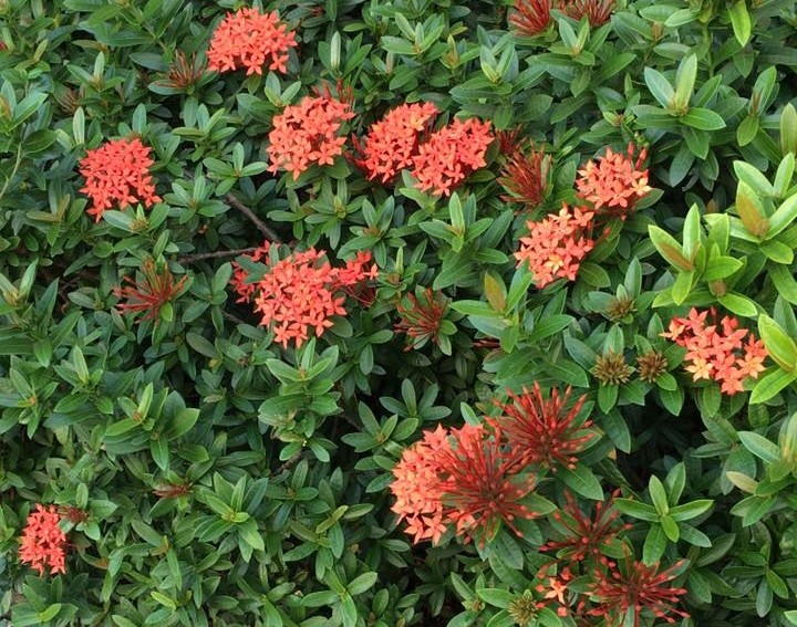 國小生聚集花叢 狂吸花蜜 全場一致點頭 台人共同記憶 還會串手環 Ettoday生活新聞 Ettoday新聞雲