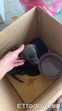 挑戰空拋接零食！牠氣質臉秒崩壞。（圖／飼主李姿慧提供，請勿隨意翻拍，以免侵權。）