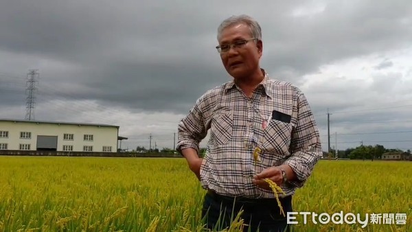 ▲北港、元長地區最近不少農民發現稻子不結穗，是俗稱「嘸交頭」的空包彈。（圖／記者蔡佩旻翻攝）