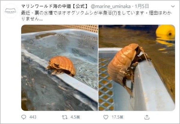 福岡水族館大具足蟲半身浴（圖／翻攝自twitter／@marine_uminaka）