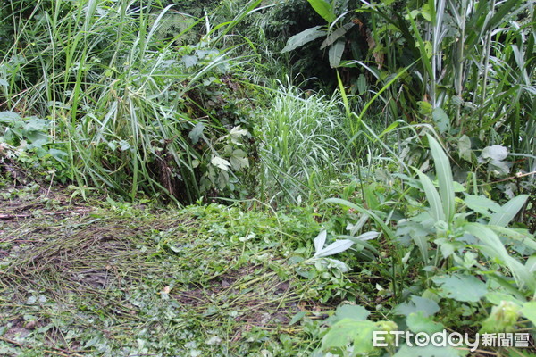 ▲今日動員雲林、嘉義等救難協會和熱心村民前往搜山，村民欲以流傳的放鞭炮呼喚，由鐘姓村民點燃事先準備的鞭炮時，即奇蹟般的尋獲老翁。（圖／記者蔡佩旻翻攝）