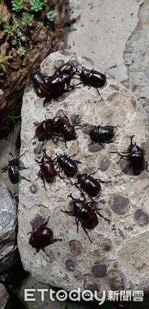 ▲林秀貞長年推動生態保育，吸引獨角仙光臨茶莊 。（圖／翻攝怡馨園茶花莊）