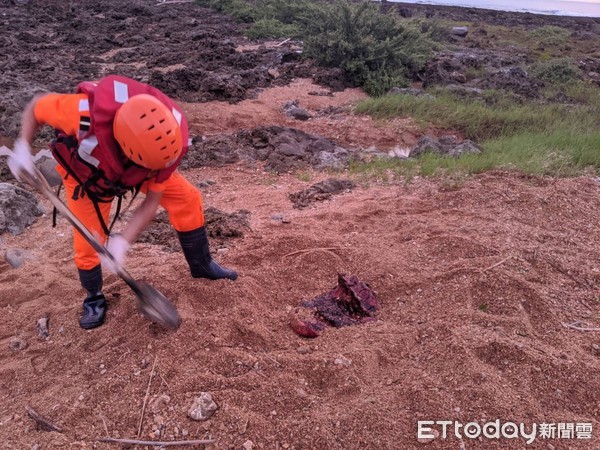 ▲侏儒抹香鯨被發現在墾丁後灣沙灘死亡，第六岸巡隊人員就地掩埋              。（圖／記者陳崑福翻攝）