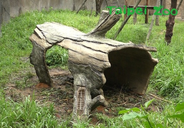 動物園出現神祕樹洞，紅毛猩猩超開心。（圖／臺北市立動物園提供）