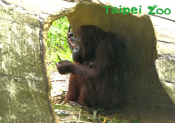 動物園出現神祕樹洞，紅毛猩猩超開心。（圖／臺北市立動物園提供）