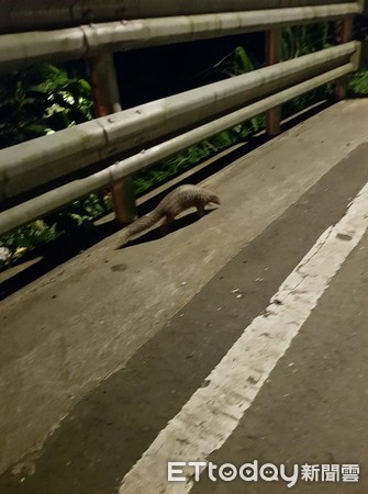 保育萌獸逆向爬行，暖爸下車護送。（圖／網友簡仕岷提供，請勿隨意翻拍，以免侵權。）