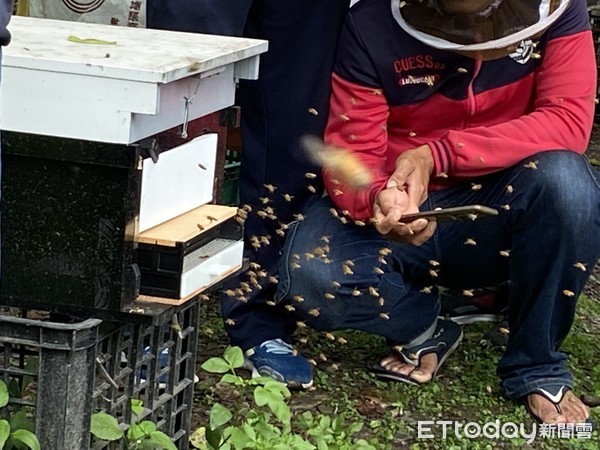 ▲▼ 林管處輔導卑南鄉利嘉社區養蜂訓練。（圖／台東林管處提供，下同）