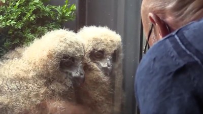 4隻毛絨鳥寶「迷上看電視」！窗外住進世界最大貓頭鷹　家裡變月子中心