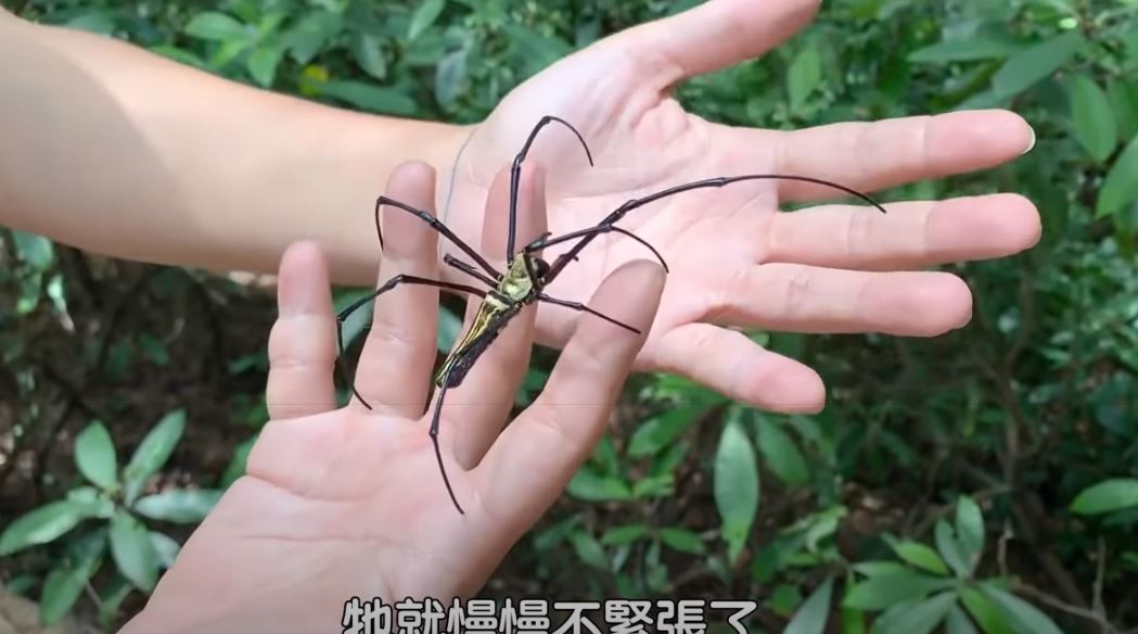 影 背上有怪臉 恐怖 人面蜘蛛 超溫柔專家 只會吃老公 Ettoday寵物雲 Ettoday新聞雲 影 背上有怪臉 恐怖 人面蜘蛛 超溫柔專家 只會吃老公 Ettoday寵物雲 Ettoday新聞雲