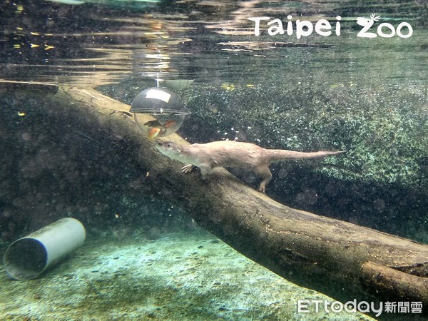 ▲水獺。（圖／臺北市立動物園提供）