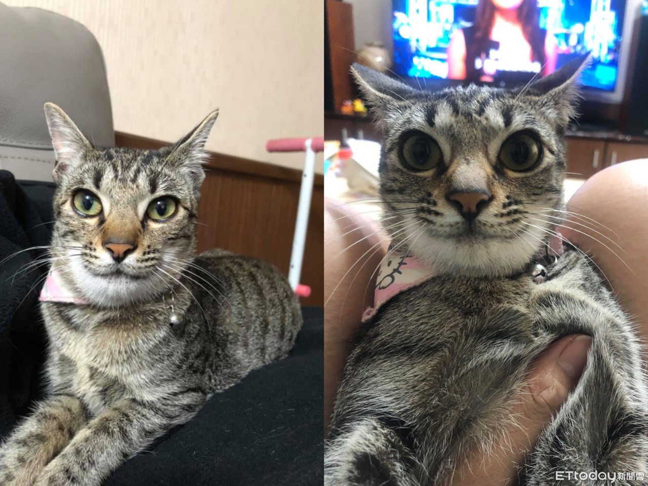 影／「戽斗星球」真貓版！ 呆萌虎斑瓜子臉被叮成雙下巴| ETtoday寵物雲| ETtoday新聞雲