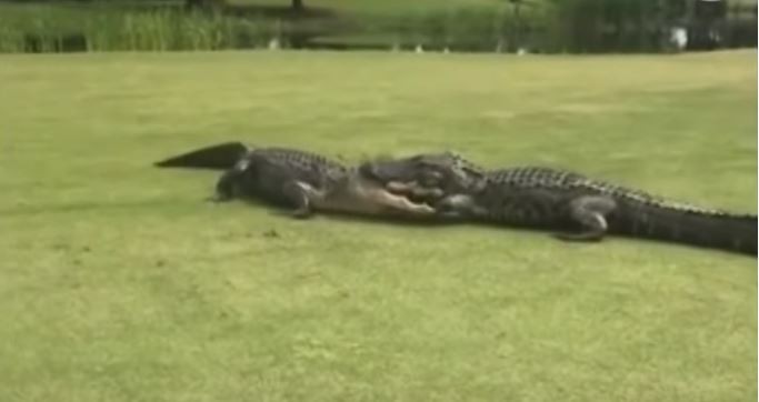 ▲▼ 鱷魚打架 。（圖／翻攝自Youtube）