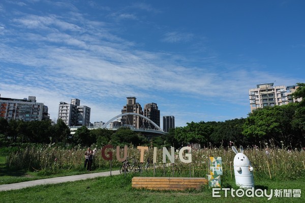 ▲古亭河濱公園蜀葵花。（圖／記者彭懷玉攝）