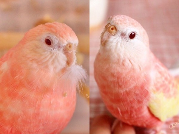 ▲粉紅色小鸚鵡。（圖／翻攝自IG@pojumaru）