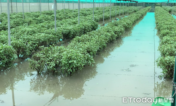 ▲雲林縣28日蔬菜產地因豪大雨積水，多處農田機淹水，農作物泡於水中。（圖／記者蔡佩旻攝）