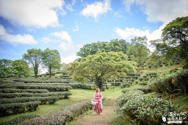 ▲▼熊空茶園。（圖／滿分的旅遊札記提供）