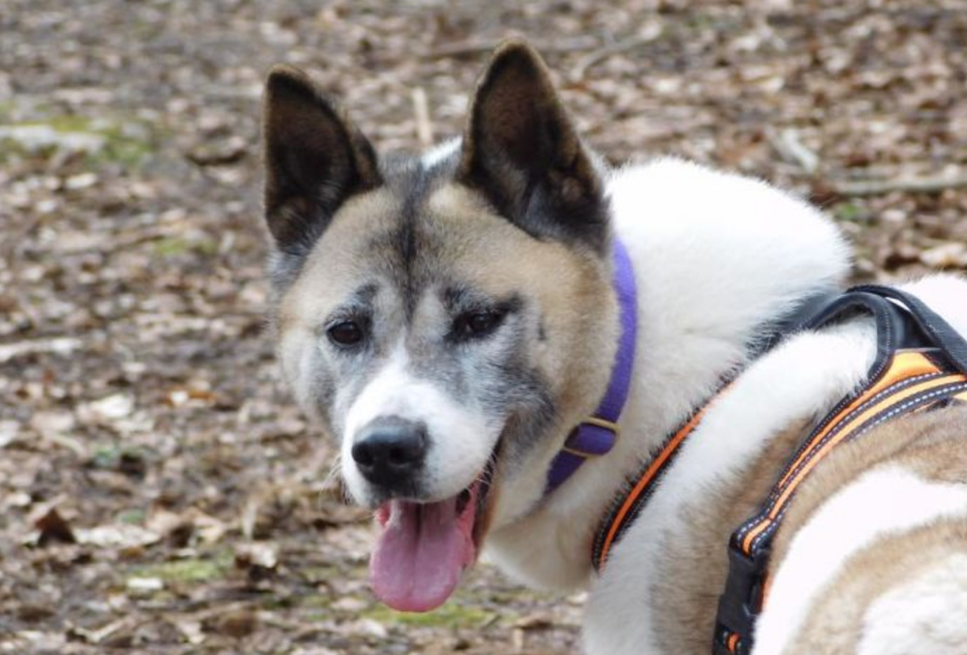 愛犬走失1年心碎找不回 飼主要 領養下一隻狗 奇蹟重逢 Ettoday寵物雲 Ettoday新聞雲