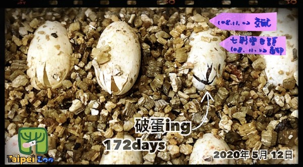 ▲▼動物園變色龍配對成功23顆蛋全孵化！　土色身影群聚打鬧萌炸。（圖／臺北市立動物園）