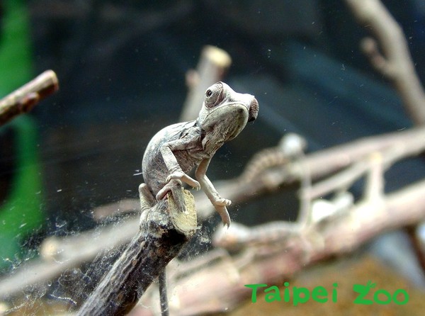 ▲▼動物園變色龍配對成功23顆蛋全孵化！　土色身影群聚打鬧萌炸。（圖／臺北市立動物園）