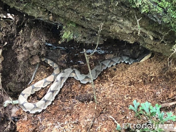 巧遇最強的落葉偽裝術深山特遣隊員首見百步蛇 Ettoday寵物雲 Ettoday新聞雲