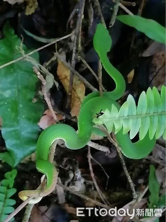 ▲▼深山特遣隊。（圖／粉專「深山特遣隊之我在山林的日子」授權提供）