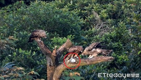 ▲孩子吃飯囉！黑鳶爸開心送魚回家　腳滑「整尾消失」全家傻眼。（圖／沈錦豐提供，請勿隨意翻拍，以免侵權。）