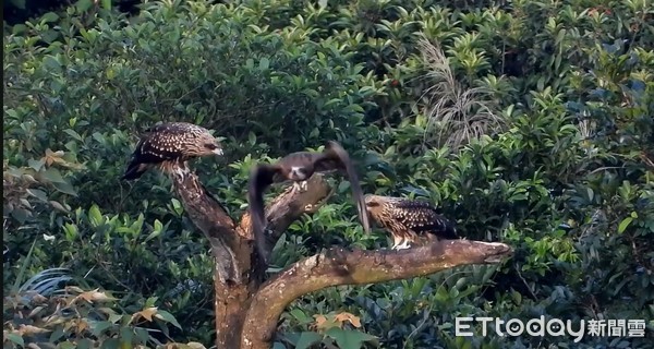 ▲孩子吃飯囉！黑鳶爸開心送魚回家　腳滑「整尾消失」全家傻眼。（圖／沈錦豐提供，請勿隨意翻拍，以免侵權。）