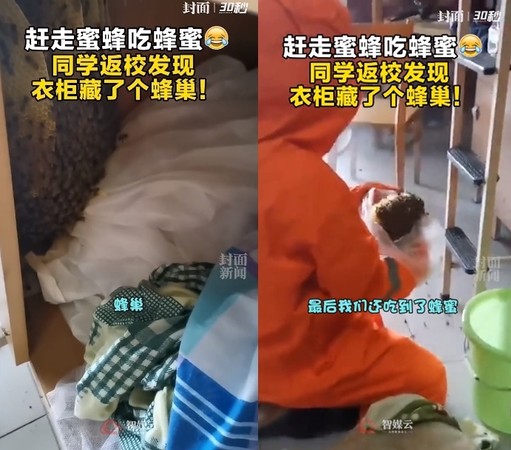 ▲重慶郵電大學一間宿舍衣櫃被逐蜂巢。（圖／翻攝自界面新聞，下同）