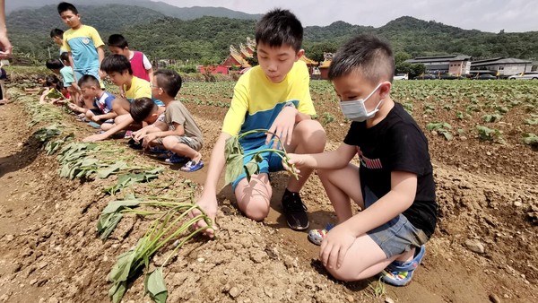 ▲ 新北金山三和國小攜手幼園傳承 畢業前種下家鄉地瓜學習延續生命美好。（圖／新北市三和國小提供）