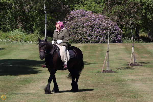 ▲▼英國女王伊莉莎白二世（Queen Elizabeth II）在草地上騎馬。（圖／翻攝自twitter／The Royal Family）