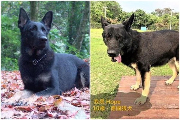 退役搜救犬「Hope」被新主人放養走失，讓大票網友相當不捨。（翻攝自消防署）。