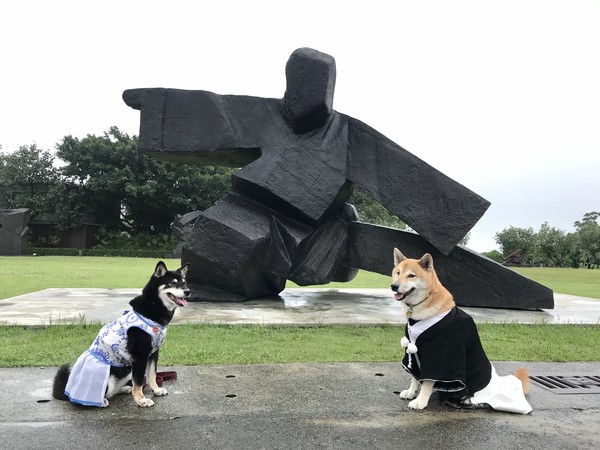 ▲ 朱銘美術館「狗狗野餐運動會」6日登場 200組汪星人與飼主草地野餐同樂。（圖／朱銘美術館提供）