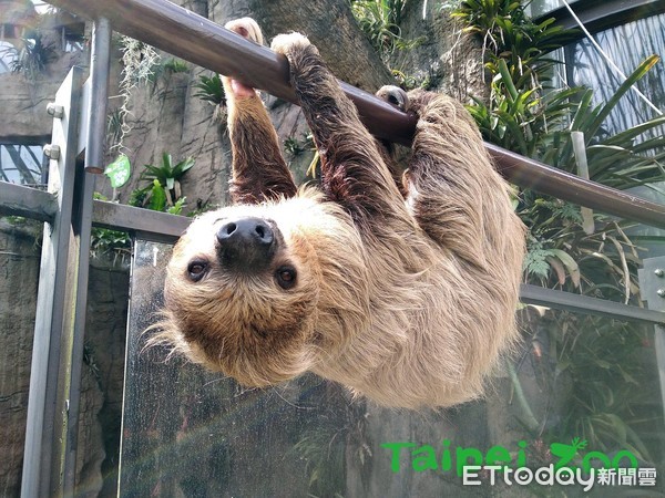 ▲二趾樹獺。（圖／臺北市立動物園提供）