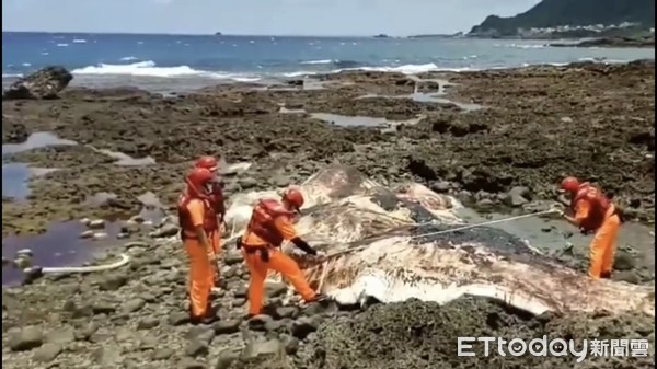 ▲▼ 抹香鯨陳屍蘭嶼紅頭岸際，海巡送成大鯨豚中心研究。（圖／記者楊鈞典翻攝，下同）