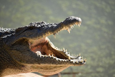 美攝影師拍下「大鱷魚吞食小鱷魚」　扭斷脖子折成3等份驚呆網