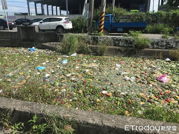 ▲6月2日有民眾發現西螺線大排儼然變成「蔬果漂漂河」，將景象拍下向雲林縣議員求助。（圖／雲林縣議員廖秋萍提供）