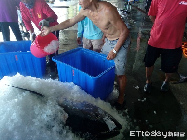 ▲▼ 海中黑金數量暴增5倍，台東新港漁港已捕獲破百尾。（圖／記者楊鈞典翻攝，下同）