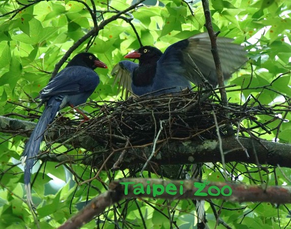 ▲▼台灣藍鵲繁殖季，哥姐幫忙照顧弟妹畫面曝光。（圖／台北市立動物園提供）