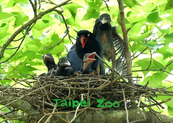 ▲▼台灣藍鵲繁殖季，哥姐幫忙照顧弟妹畫面曝光。（圖／台北市立動物園提供）