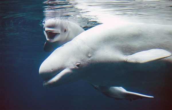 ▲白鯨whisper和它的寶寶。（圖／Facebook／georgia aquarium）