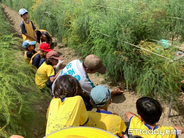 ▲南大附小與三股國小進行校際共學，兩校師生35人走訪台南將軍及麻豆認識綠蘆筍產業，體驗蘆筍栽培、採收、分級和包裝、銷售情形。（圖／記者林悅攝，下同）