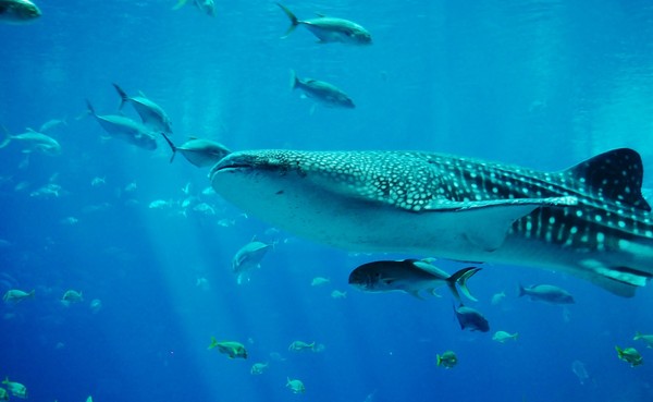 ▲▼鯨鯊及鬼蝠魟屬「正式列為保育類」。（圖／新北市動保處提供／取自Pixabay）