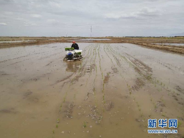 ▲▼「海水稻」在柴達木盆地試種　高寒高海拔「戈壁灘」變成水田。（圖／新華網）