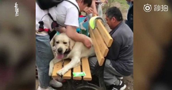 大胖狗卡在長椅縫隙，眾人花了10多分鐘才將牠救出。（圖／翻攝自秒拍視頻）