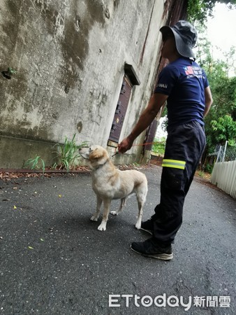 ▲為有效提升搜救犬專業能力，台南市消防局特種搜救隊搜救犬隊與新北市消防局特種搜救隊搜救犬隊，於在台南市進行訓練。（圖／記者林悅翻攝，下同）