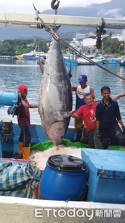 ▲▼ 台東捕獲395公斤破紀錄「黑鮪魚」，船長樂開懷。（圖／記者楊鈞典翻攝，下同）