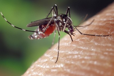 殺蚊神水！　「珍珠石噴劑」把蚊子吸成乾屍　6個月後還有8成致死率