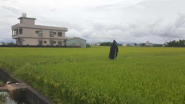 ▲▼宜蘭壯圍鄉永惠廟（牛埔廟）附近稻田中的「殺神」稻草人，引發網熱議。（圖／楊姓網友提供，下同）